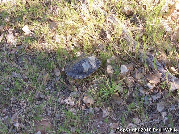 Red-eared Slider (Trachemys scripta elegans)