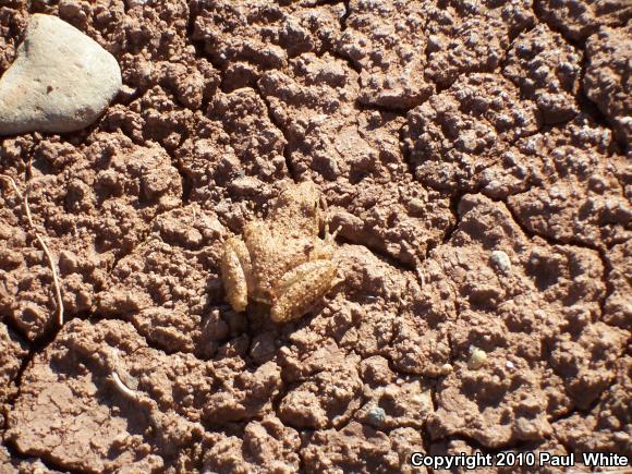 Northern Cricket Frog (Acris crepitans)