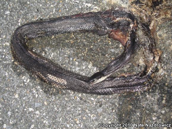 Black Ratsnake (Pantherophis obsoletus)