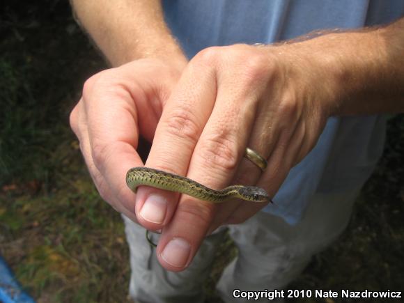 Eastern Gartersnake (Thamnophis sirtalis sirtalis)