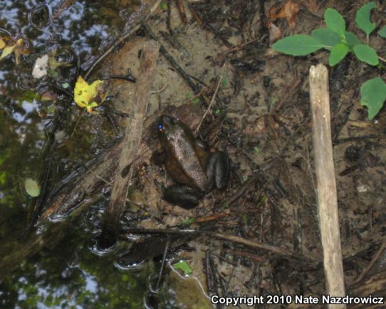 American Bullfrog (Lithobates catesbeianus)