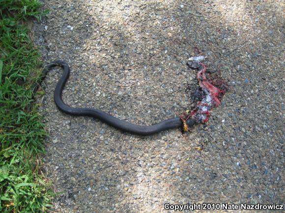 Northern  Black Racer (Coluber constrictor constrictor)