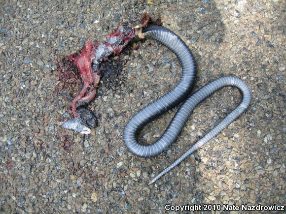 Northern  Black Racer (Coluber constrictor constrictor)