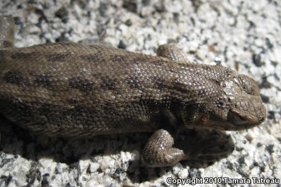 Southern Sagebrush Lizard (Sceloporus graciosus vandenburgianus)