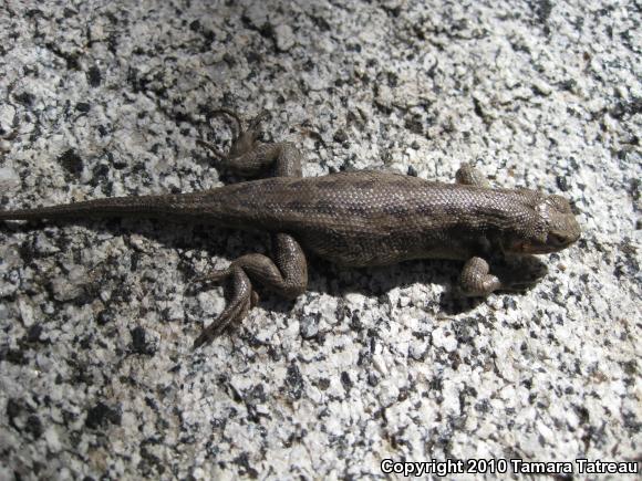 Southern Sagebrush Lizard (Sceloporus graciosus vandenburgianus)