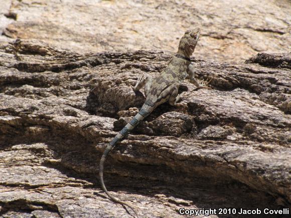 Banded Rock Lizard (Petrosaurus mearnsi)