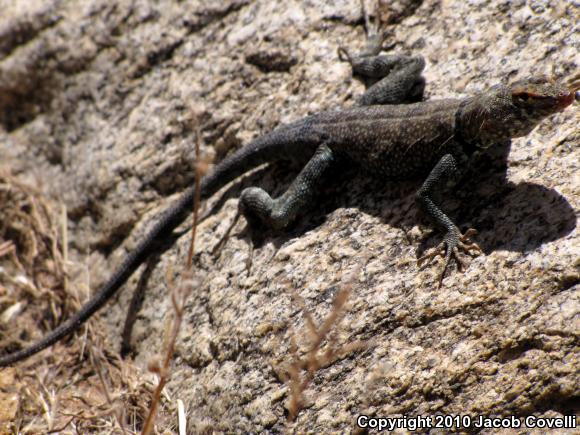 Banded Rock Lizard (Petrosaurus mearnsi)