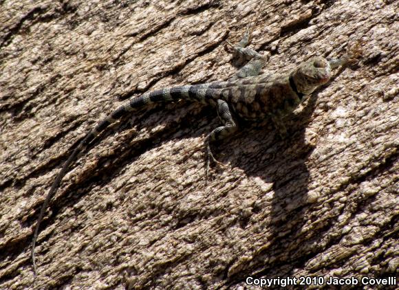 Banded Rock Lizard (Petrosaurus mearnsi)