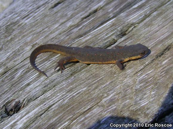 Central Newt (Notophthalmus viridescens louisianensis)