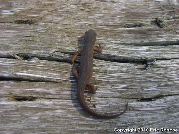 Central Newt (Notophthalmus viridescens louisianensis)