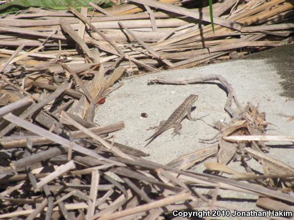 Great Basin Fence Lizard (Sceloporus occidentalis longipes)