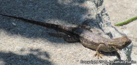 Great Basin Fence Lizard (Sceloporus occidentalis longipes)