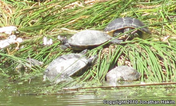 River Cooter (Pseudemys concinna)