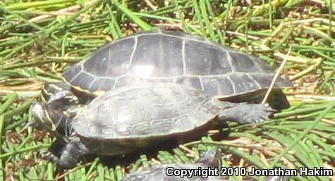 River Cooter (Pseudemys concinna)