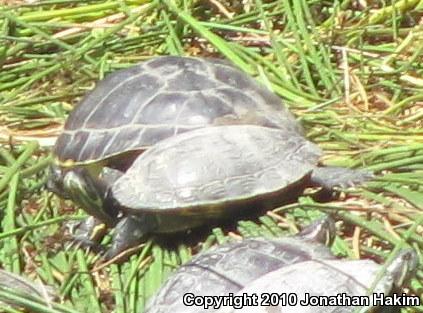 River Cooter (Pseudemys concinna)