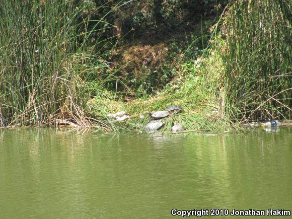 River Cooter (Pseudemys concinna)