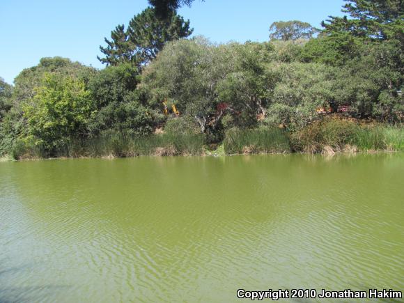 River Cooter (Pseudemys concinna)