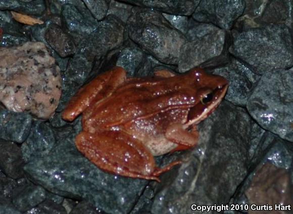 Wood Frog (Lithobates sylvaticus)