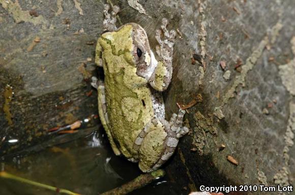 Cope's Gray Treefrog (Hyla chrysoscelis)