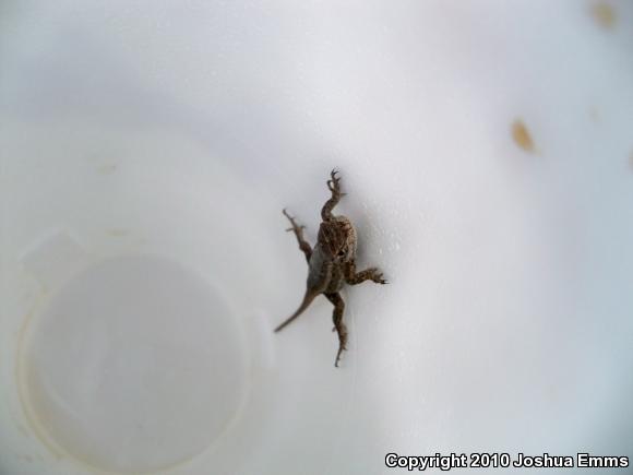 Southwestern Fence Lizard (Sceloporus cowlesi)