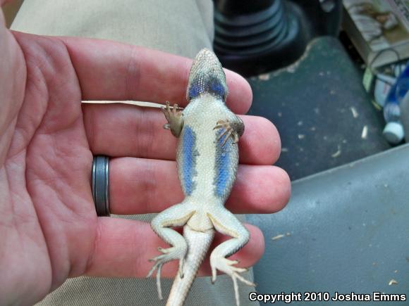 Southwestern Fence Lizard (Sceloporus cowlesi)