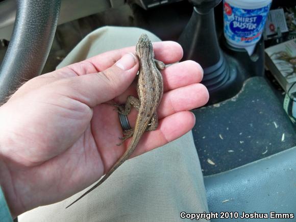 Southwestern Fence Lizard (Sceloporus cowlesi)