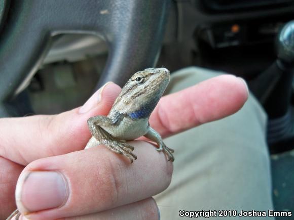 Southwestern Fence Lizard (Sceloporus cowlesi)