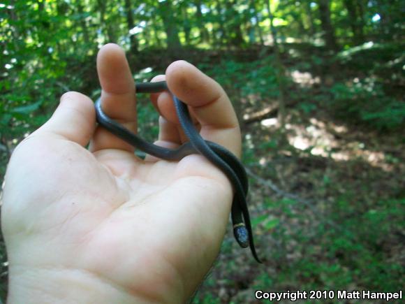 Northern Ring-necked Snake (Diadophis punctatus edwardsii)