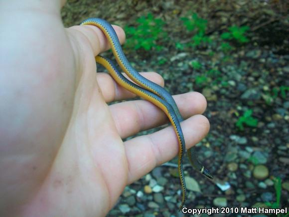 Northern Ring-necked Snake (Diadophis punctatus edwardsii)