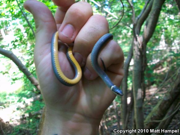 Northern Ring-necked Snake (Diadophis punctatus edwardsii)