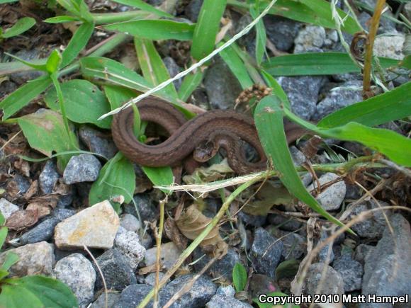 Northern Brownsnake (Storeria dekayi dekayi)