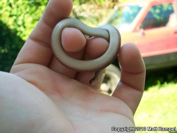 Northern Brownsnake (Storeria dekayi dekayi)