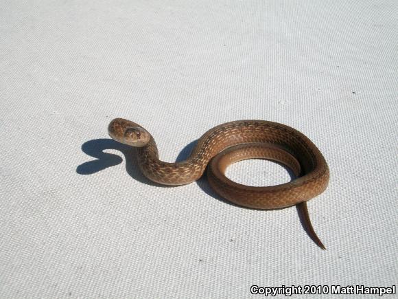 Northern Brownsnake (Storeria dekayi dekayi)