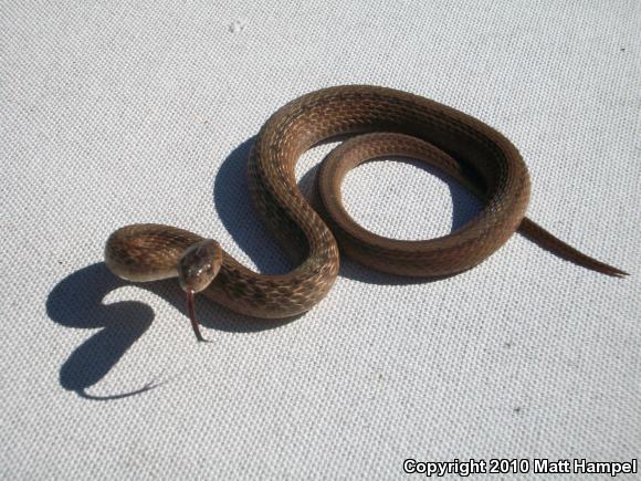 Northern Brownsnake (Storeria dekayi dekayi)