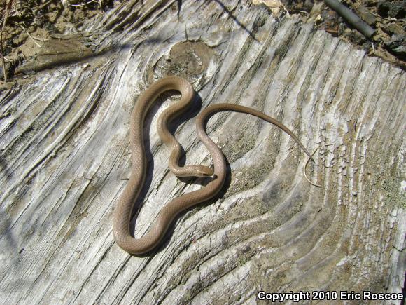 Smooth Greensnake (Opheodrys vernalis)