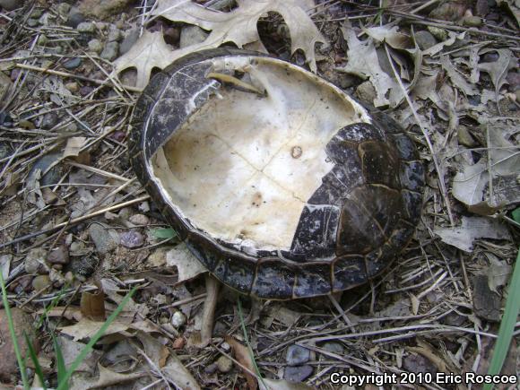 Painted Turtle (Chrysemys picta)