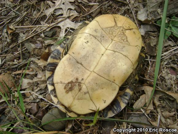 Painted Turtle (Chrysemys picta)