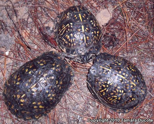 Gulf Coast Box Turtle (Terrapene carolina major)