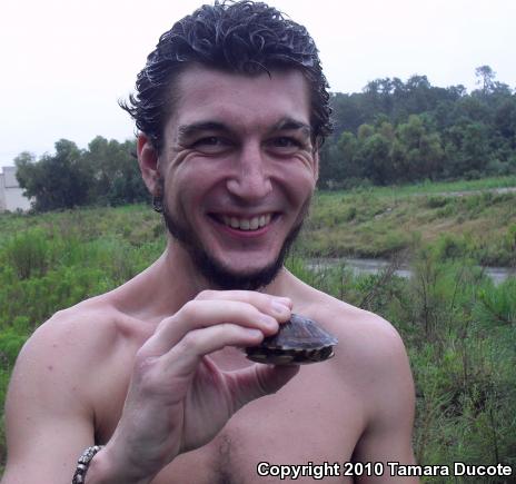 Gulf Coast Box Turtle (Terrapene carolina major)