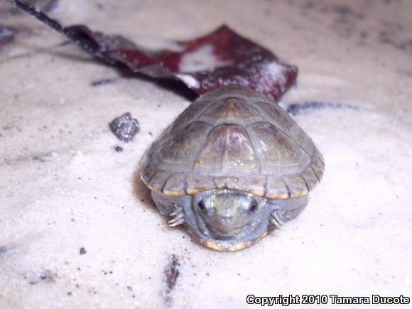 Loggerhead Musk Turtle (Sternotherus minor)