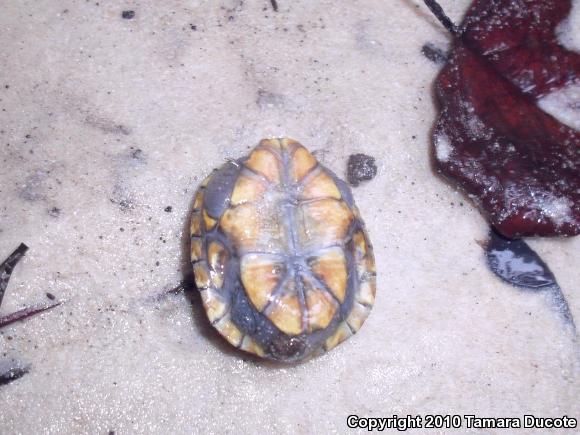 Loggerhead Musk Turtle (Sternotherus minor)