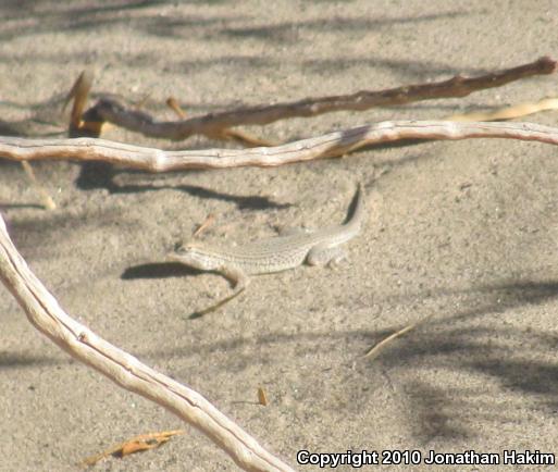 Coachella Valley Fringe-toed Lizard (Uma inornata)