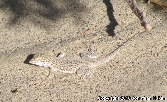 Coachella Valley Fringe-toed Lizard (Uma inornata)