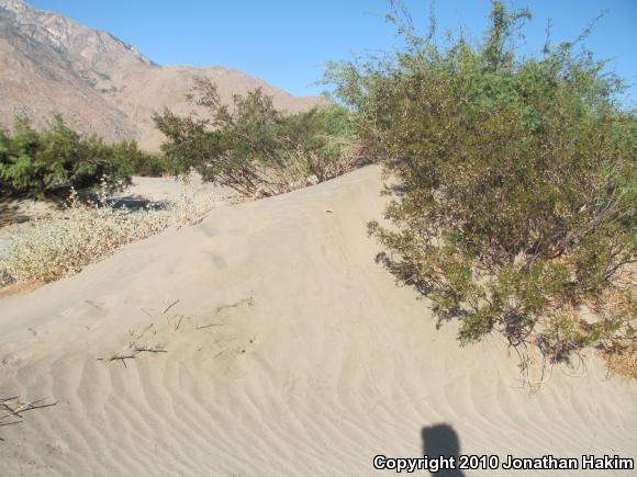 Coachella Valley Fringe-toed Lizard (Uma inornata)