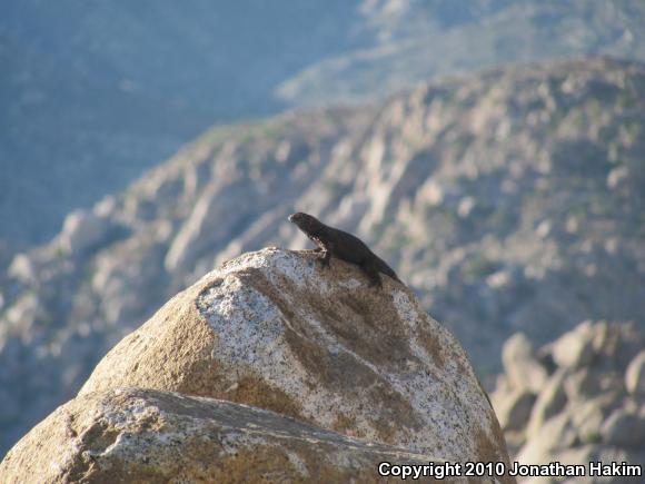 Granite Spiny Lizard (Sceloporus orcutti)