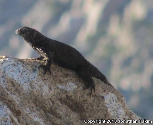 Granite Spiny Lizard (Sceloporus orcutti)