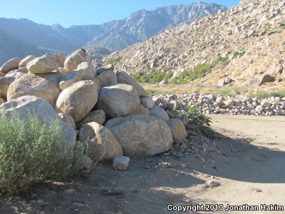 Granite Spiny Lizard (Sceloporus orcutti)