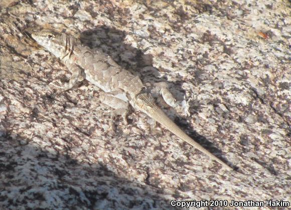 Western Side-blotched Lizard (Uta stansburiana elegans)