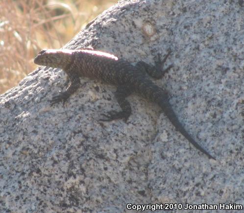 Granite Spiny Lizard (Sceloporus orcutti)