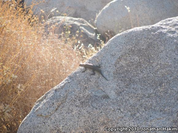 Granite Spiny Lizard (Sceloporus orcutti)